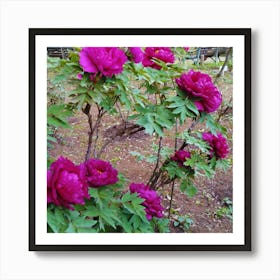 Peonies In The Garden 4 Art Print