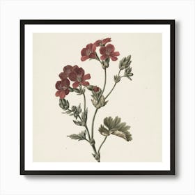 Geranium 1 Art Print