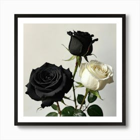 Black And White Roses 1 Art Print