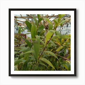 Tropical Plants In A Greenhouse Art Print