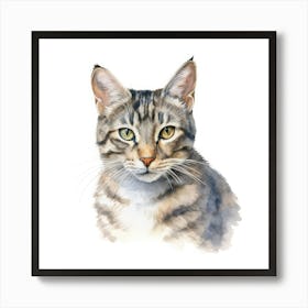 American Wirehair Shorthair Cat Portrait 1 1 Póster