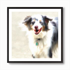 Australian Shepherd Art Print