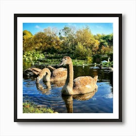 Swans In The Pond Art Print