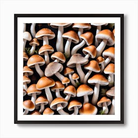 Mushrooms On A Black Background 1 Art Print