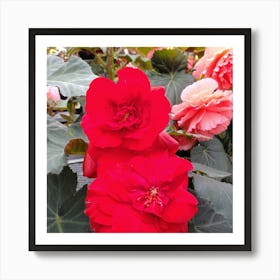 Begonias 18 Art Print