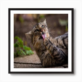 Cat Licking Its Tongue Art Print