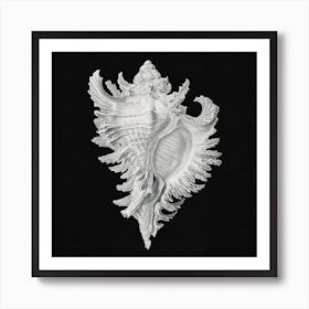 Vintage Shell,  Ernst Haeckel Art Print