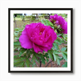 Peony in Japan 19 Art Print