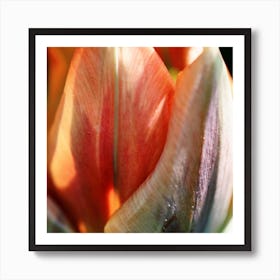 Multicolored Tulip Art Print