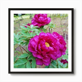 Peonies in Japan 1 Art Print