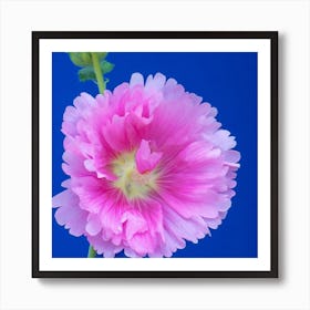 Hollyhock Flower Art Print