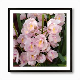 Orchids 19 Art Print