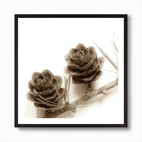 Pine Cones 1 Art Print