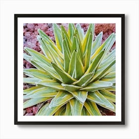 Agave 1 Art Print