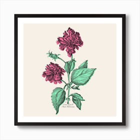 Rose Hibiscus Art Print