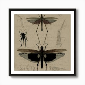 Insects And Spiders Affiche