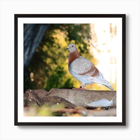 Pigeon at the park Art Print