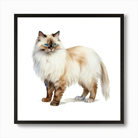 Longhaired Cat Art Print