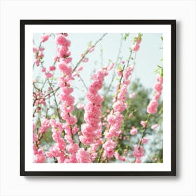 Cherry Blossoms Art Print