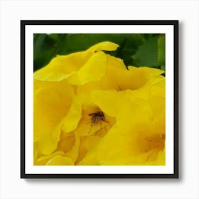 Bee On Yellow Flowers Art Print