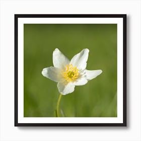 White Anemone Flower Botanical Photography Art Print