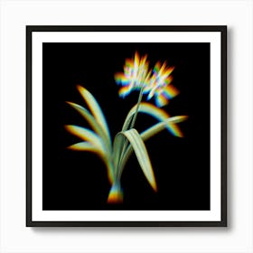 Prism Shift Pancratium Illyricum Botanical Illustration on Black n.0390 Art Print