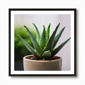 cute mini Aloe plant in a pot Art Print