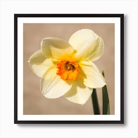 Daffodil Botanical Photography Art Print