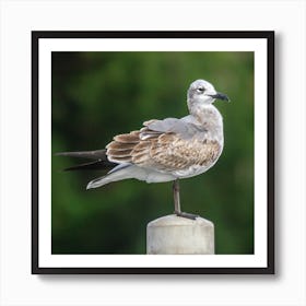 Gull  Bird Resting on a Post Art Print