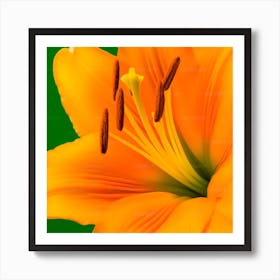 Orange Lily Art Print