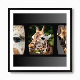 Giraffes Art Print