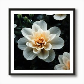 White Dahlia Flower Art Print