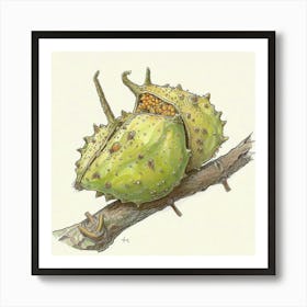 Acorns 1 Art Print