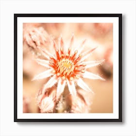 Shiny blossom Art Print