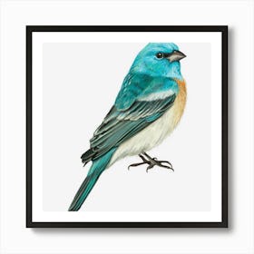 Lazuli Bunting Bird Art Print