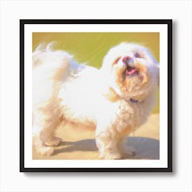 White Shih Tzu Art Print