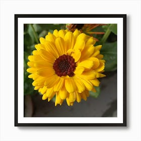 Sunflower Art Print