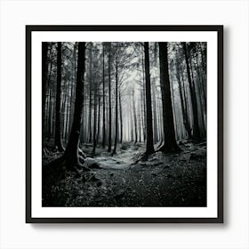 Firefly Noir Forest A Monochromatic Look With High Contrast And Deep Shadows 2 Poster