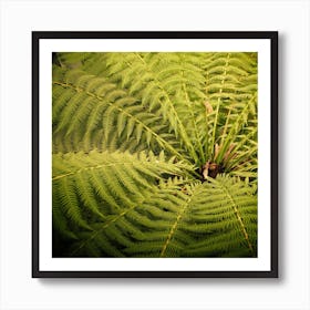 Fern in the Garden Art Print