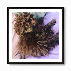 poodle fluff Art Print