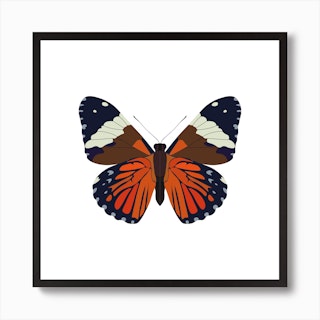 Monarch Butterfly Art Print - Claudine Intner