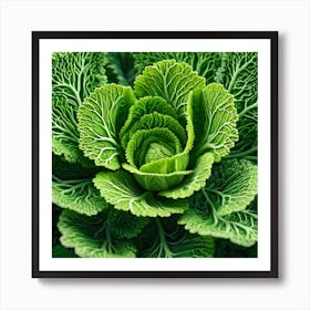 Close Up Of A Cabbage Art Print