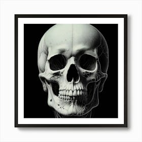 Skull Of A Human Art Print