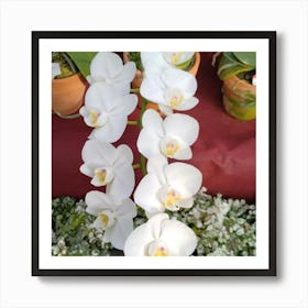 White Orchids 3 Art Print
