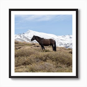 Wild Mountain Horse Art Print