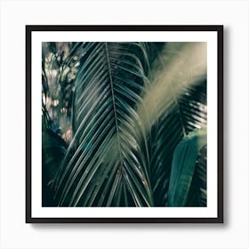 The Palm Leaves In The Shadows Portugal Square Art Print