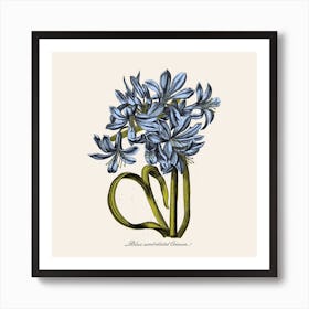 Blue Lily Art Print