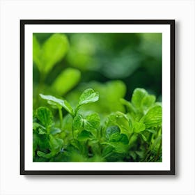 Green Leaves In The Garden Art Print