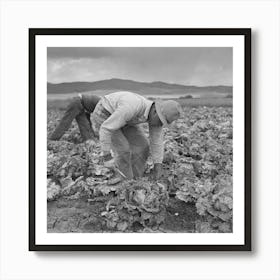 San Benito County, California, Japanese Americans Harvesting Lettuce While They Wait For Final Evacuation Art Print