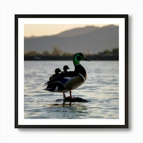 Wood Ducks Art Print